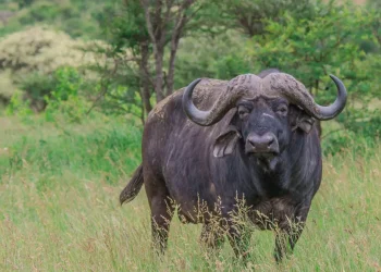 buffalo1